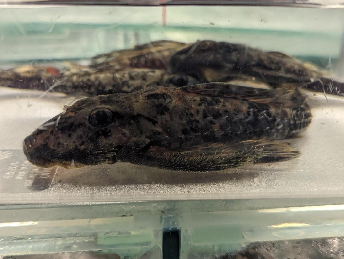 Buy L168 Butterfly Pleco online in Australia Point Pleco Aquariums